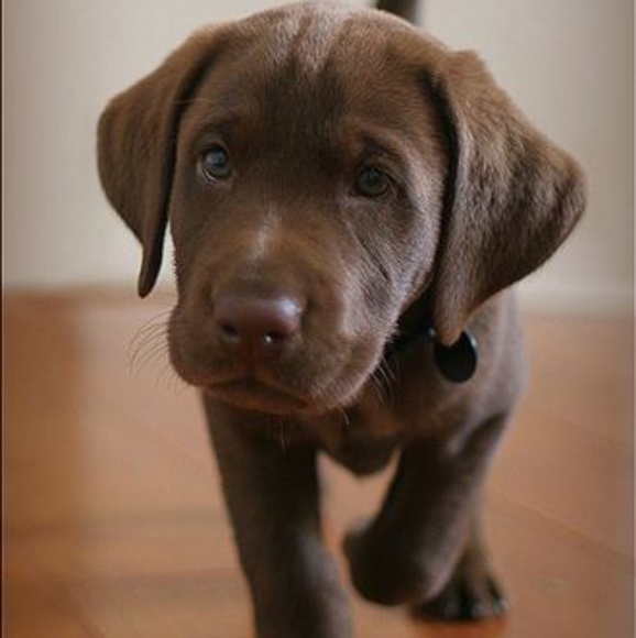 ✔Sale. Zipped Cardigan - Womans Lge - Picture 6 of 7